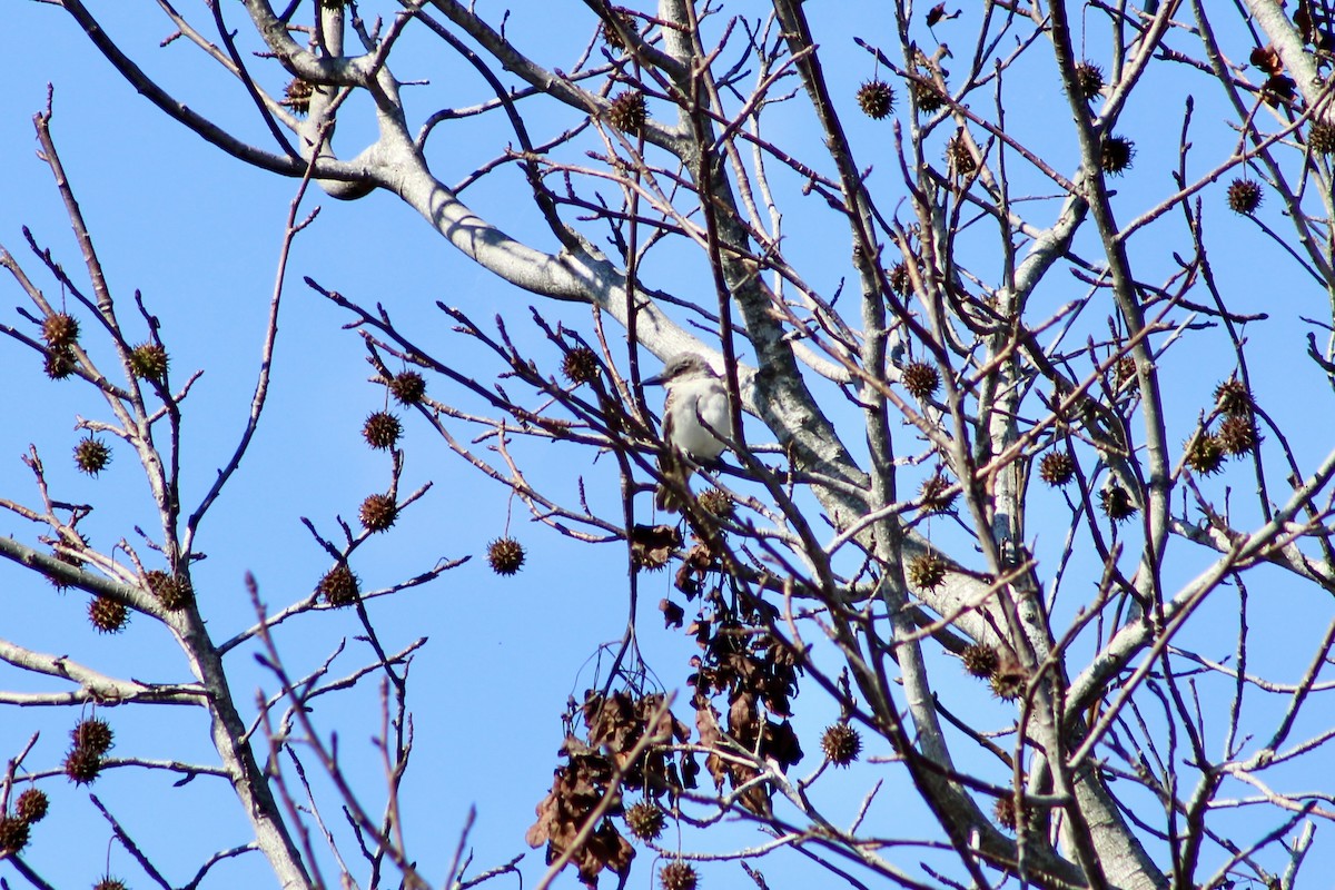Gray Kingbird - ML644043482