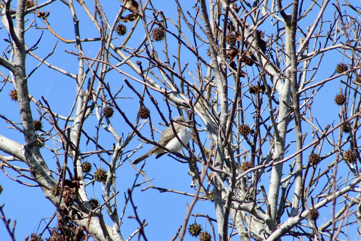 Gray Kingbird - ML644043483