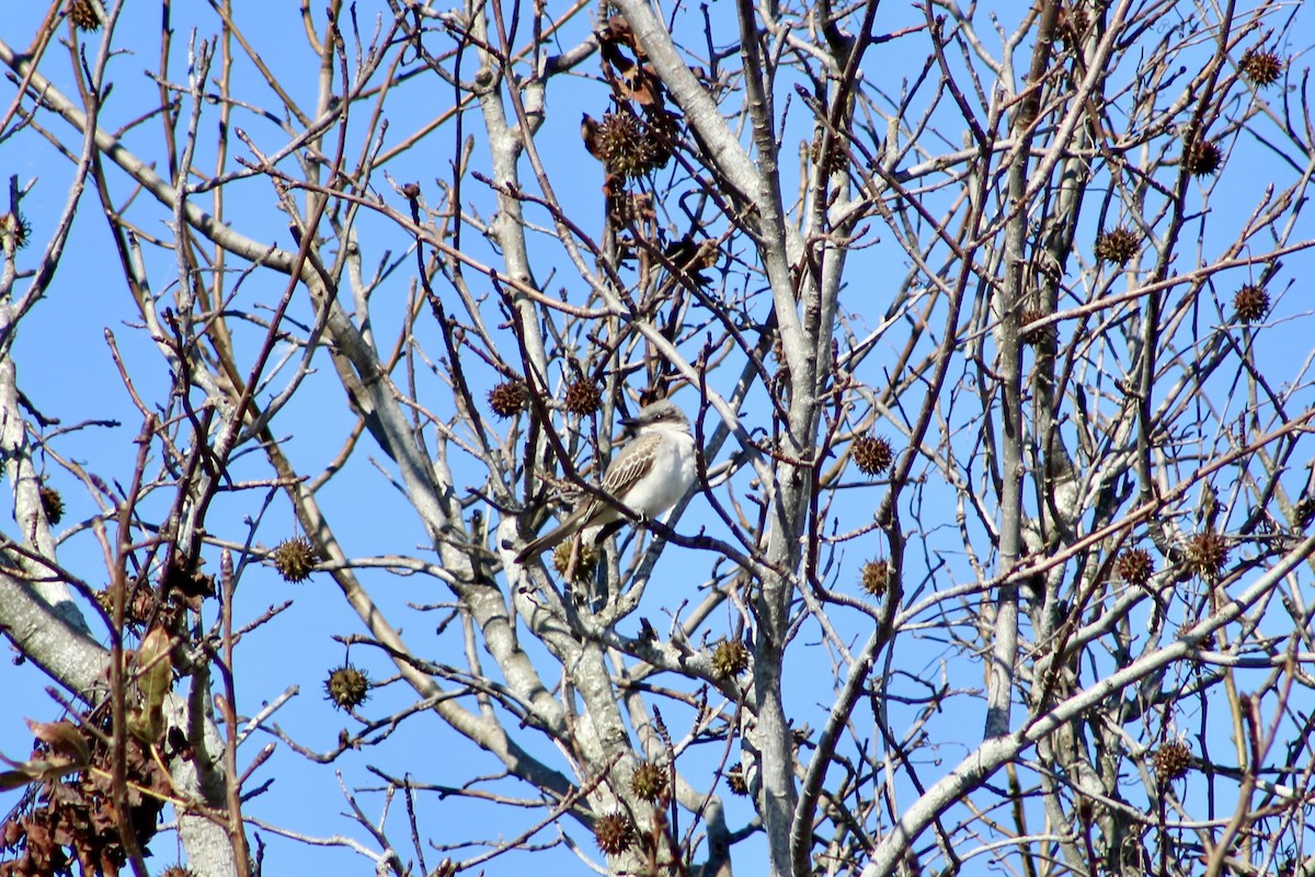 Gray Kingbird - ML644043484