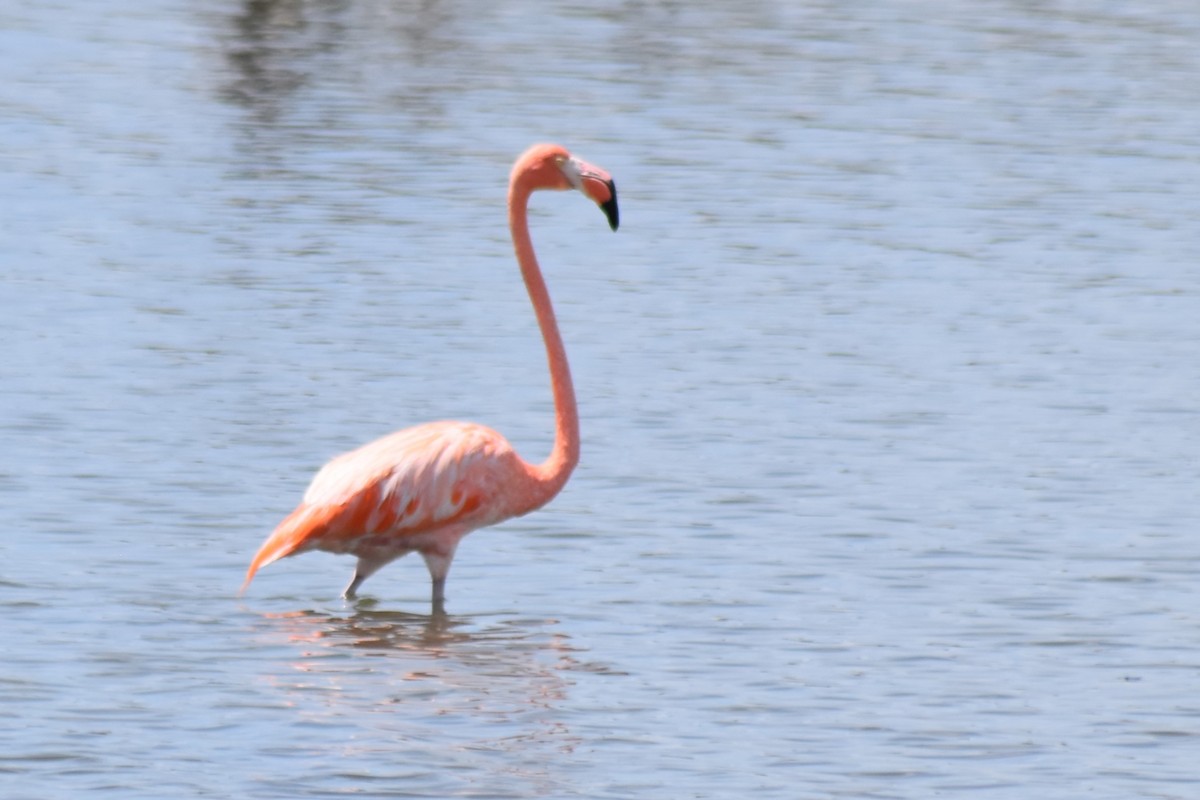 American Flamingo - ML644043487