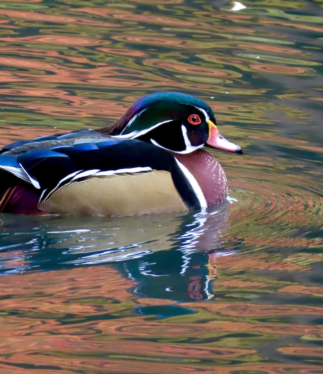 Wood Duck - ML644043489