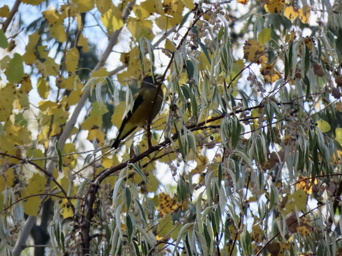 Evening Grosbeak - ML644043492