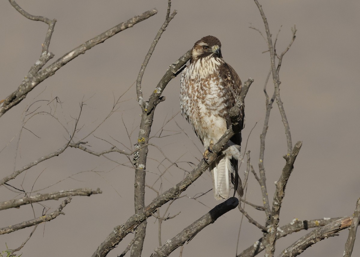 Variable Hawk - ML644043497