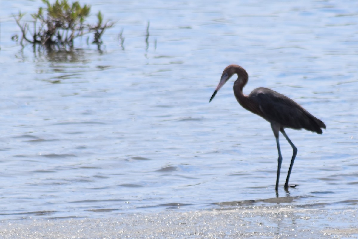 Reddish Egret - ML644043498