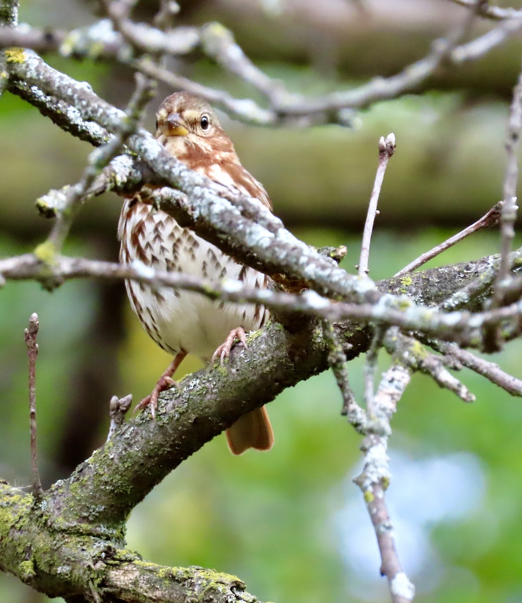 Fox Sparrow (Red) - ML644043499