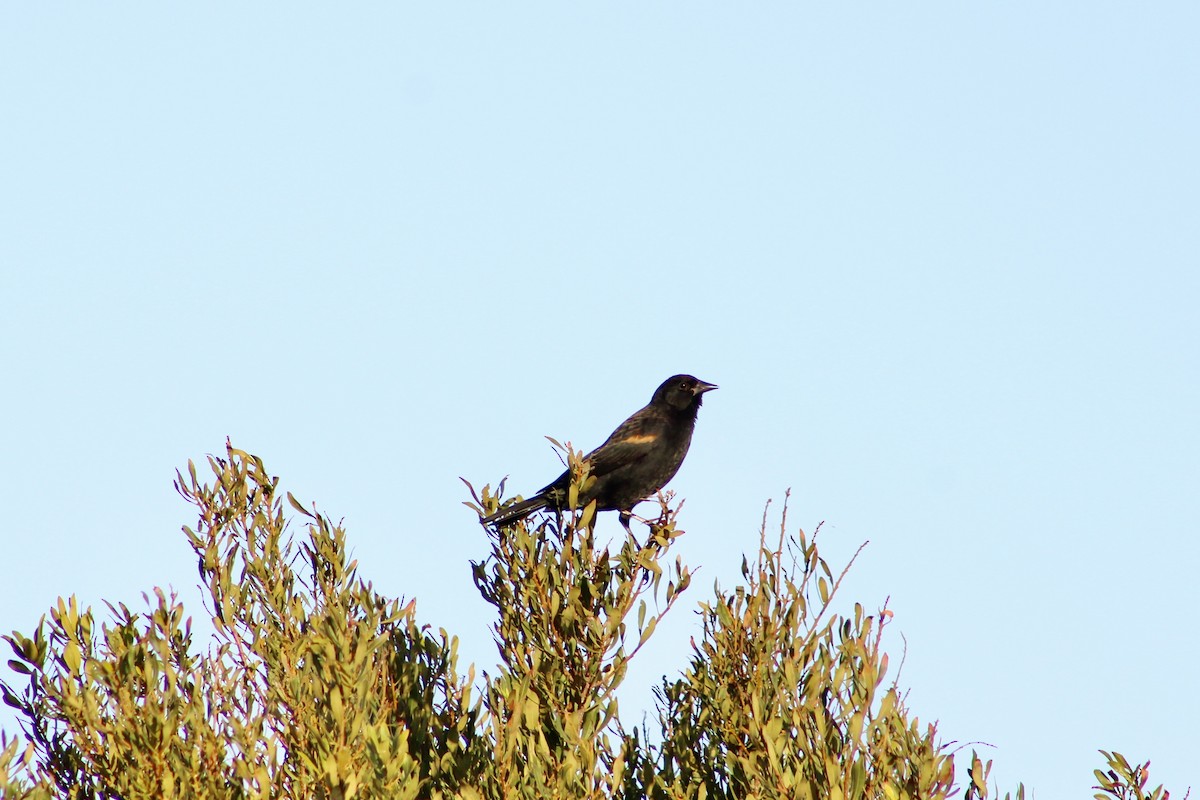 Red-winged Blackbird - ML644043502