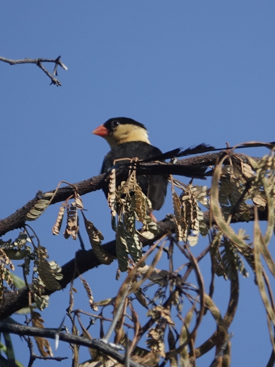 Shaft-tailed Whydah - ML644043505