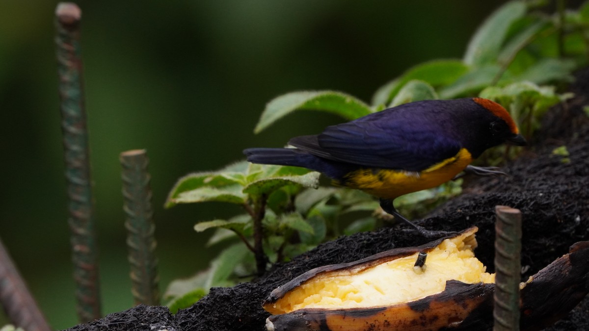 Tawny-capped Euphonia - ML644043511