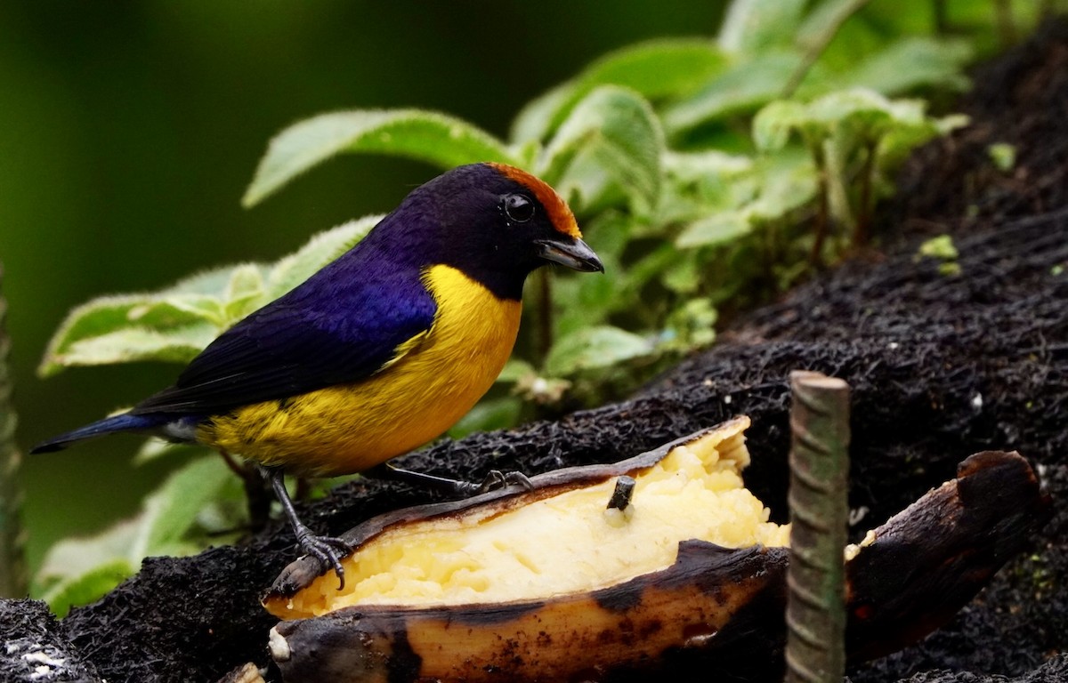 Tawny-capped Euphonia - ML644043512