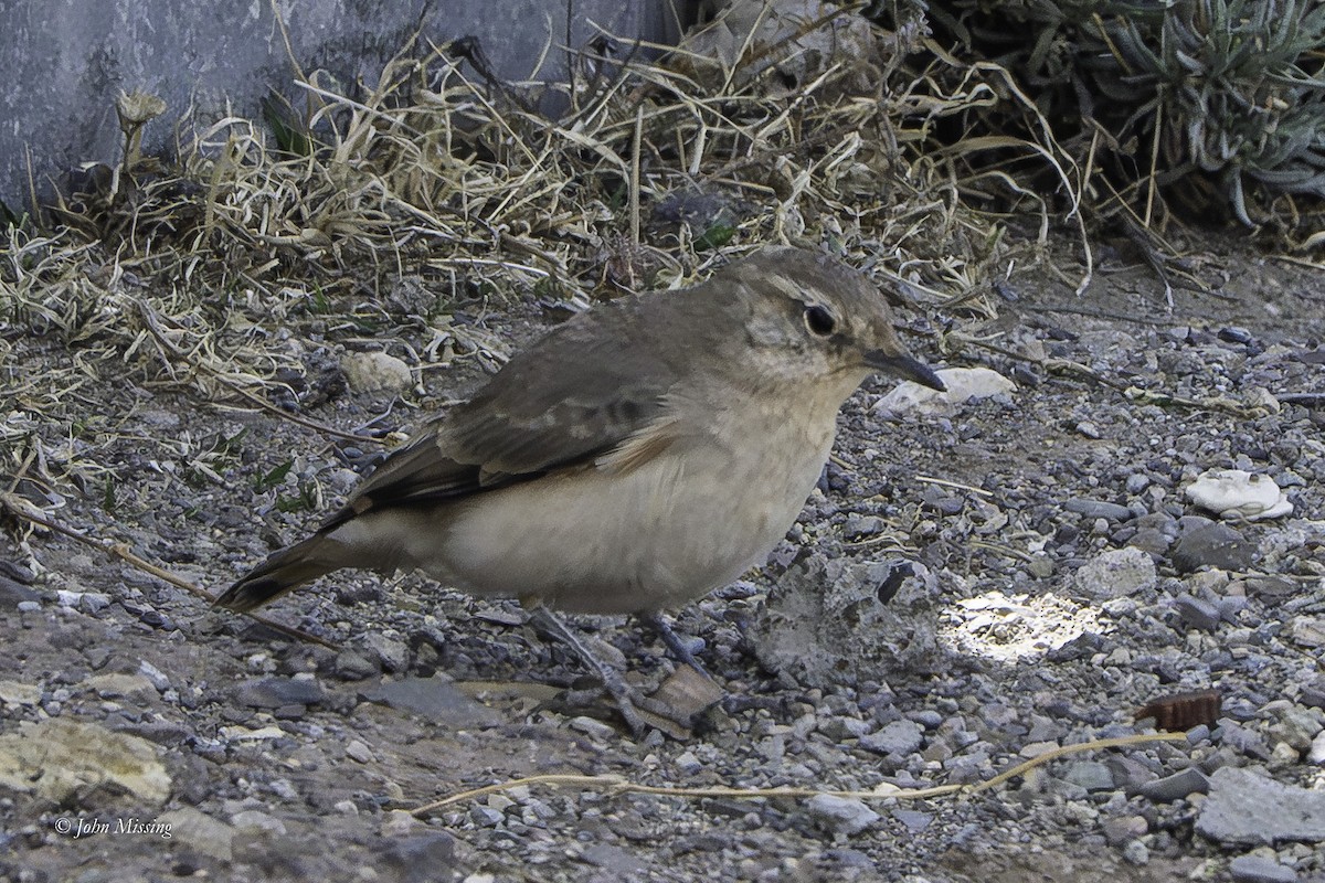 Rufous-banded Miner - ML644043518