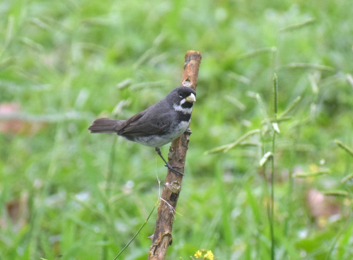 Double-collared Seedeater - ML644043520