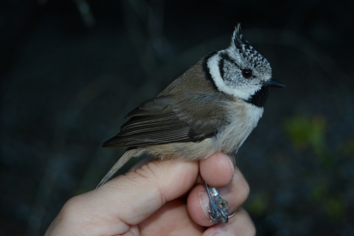 Crested Tit - ML644043533