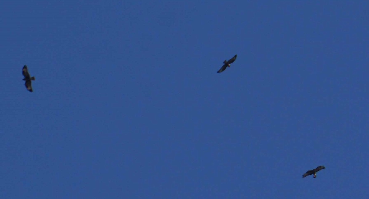 עקב חורף - ML644043559