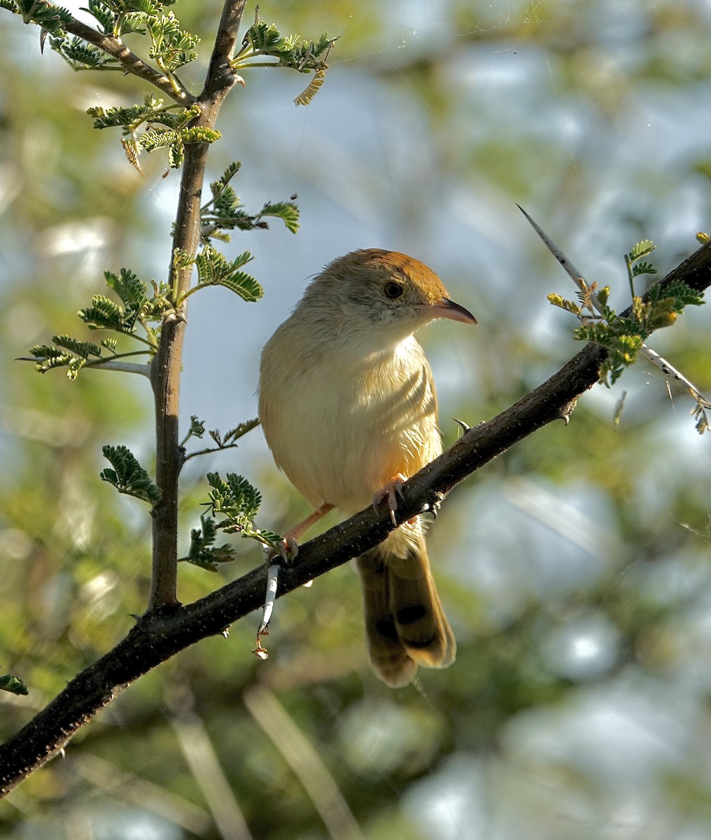 Rattling Cisticola - ML644043567