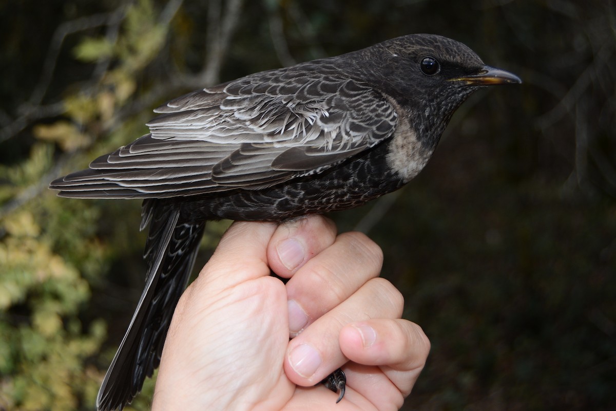 Ring Ouzel (Alpine) - ML644043569