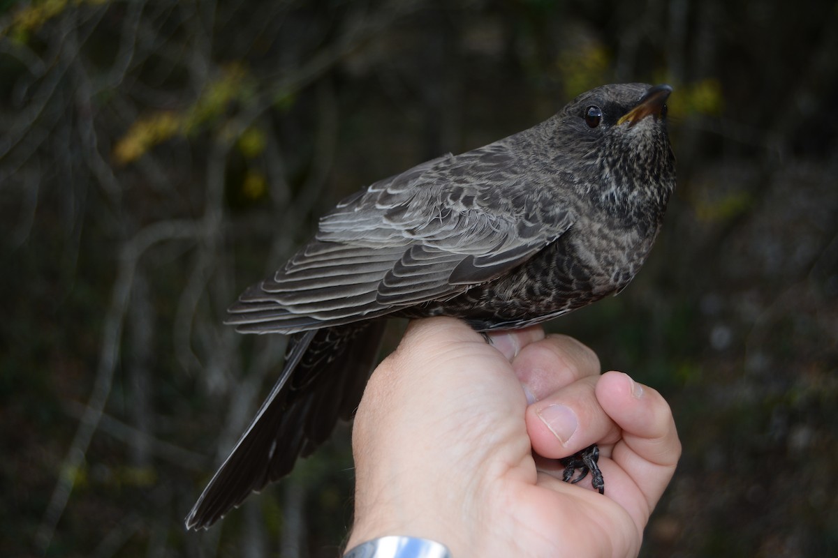 Ring Ouzel (Alpine) - ML644043570