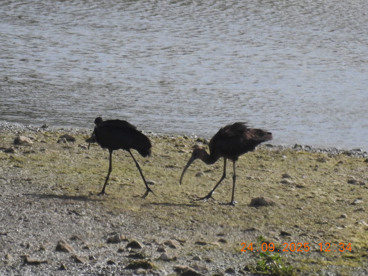 Glossy Ibis - ML644043574