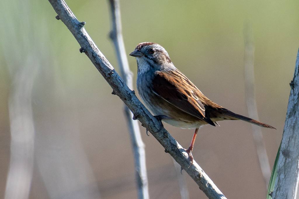 Swamp Sparrow - ML644043575