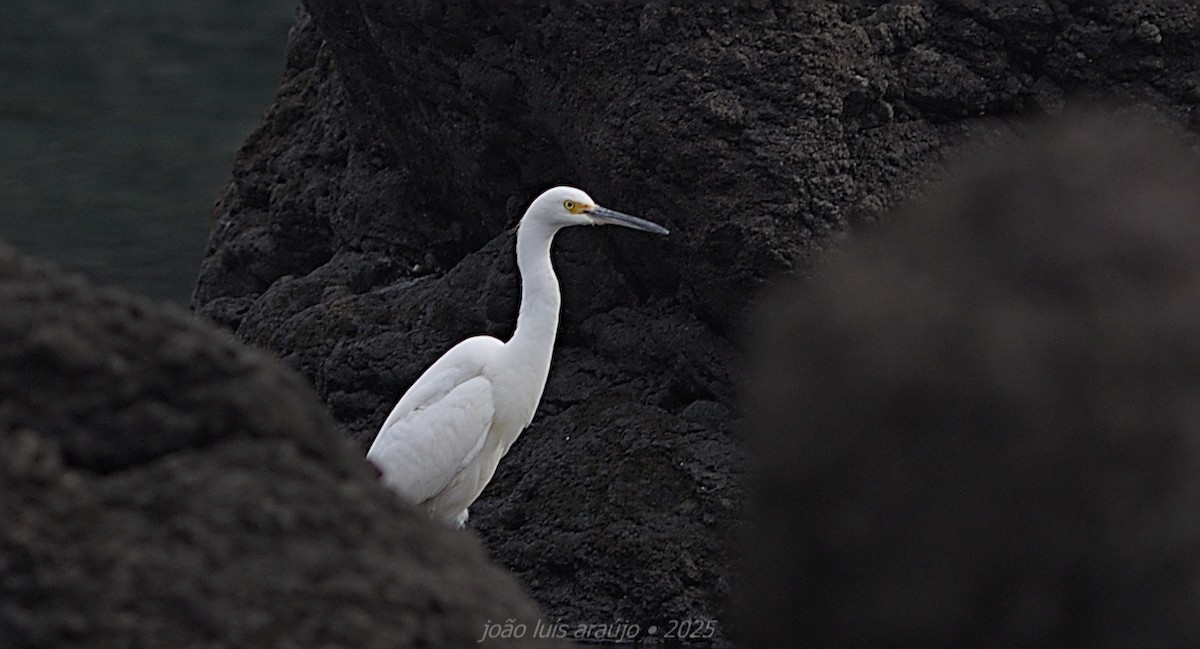 Snowy Egret - ML644043578