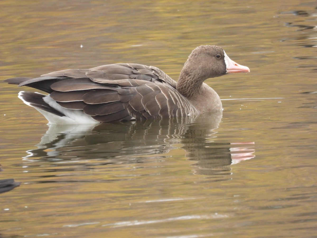 Greater White-fronted Goose - ML644043579