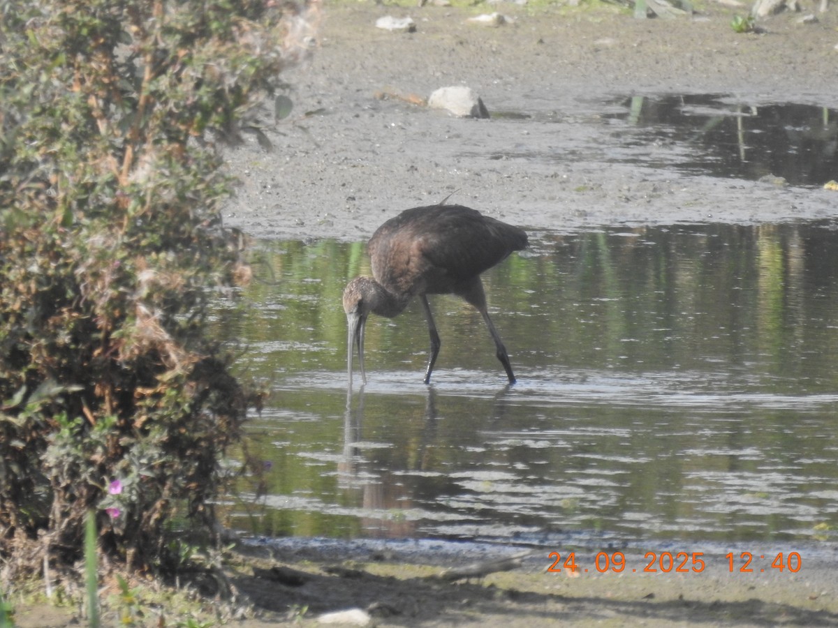 Glossy Ibis - ML644043585