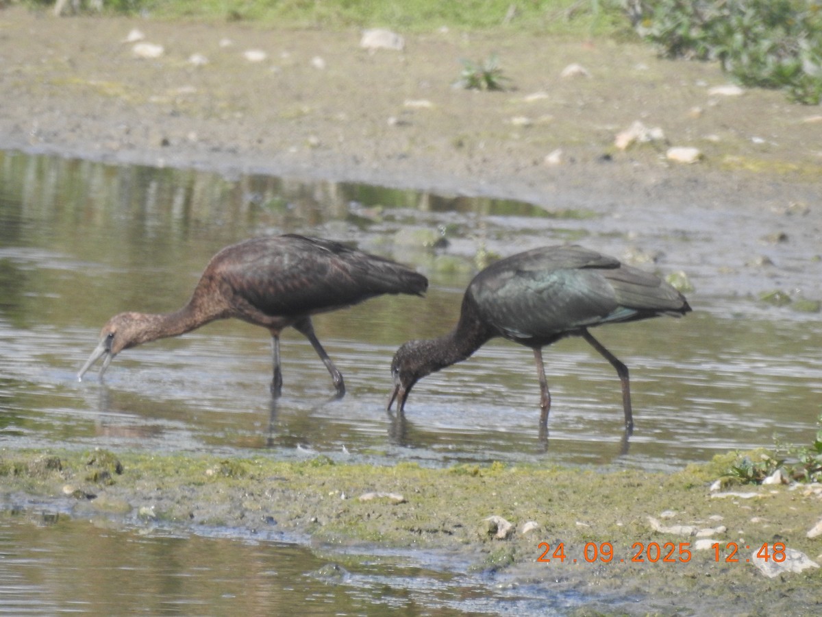 Glossy Ibis - ML644043601
