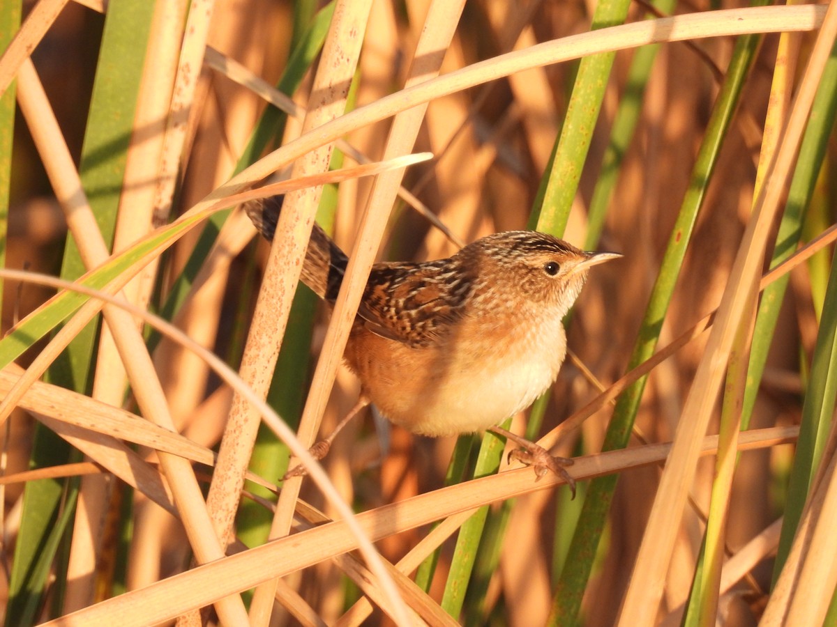 Sedge Wren - ML644043602