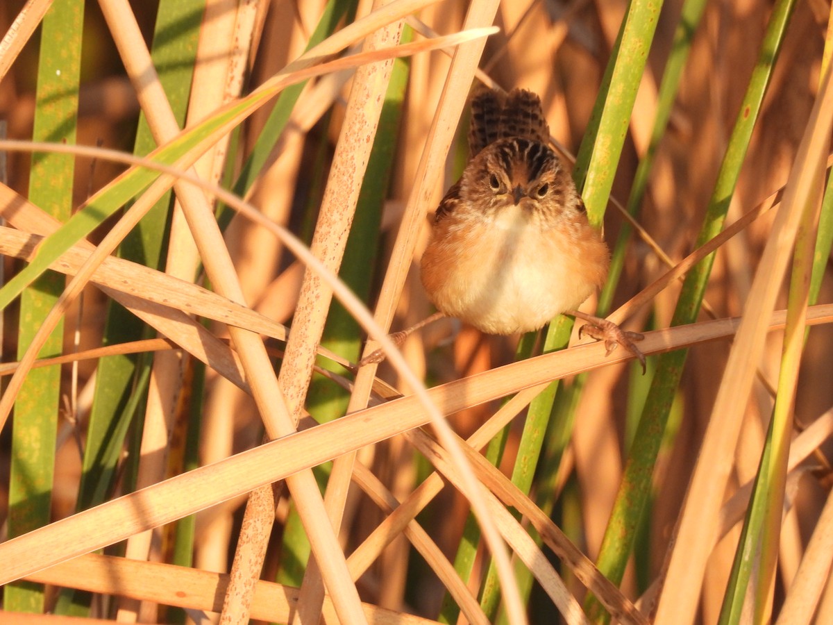 Sedge Wren - ML644043603