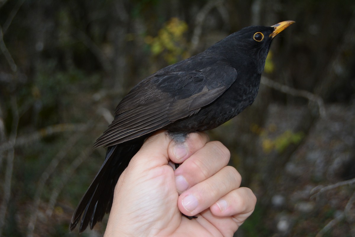 Eurasian Blackbird - ML644043604