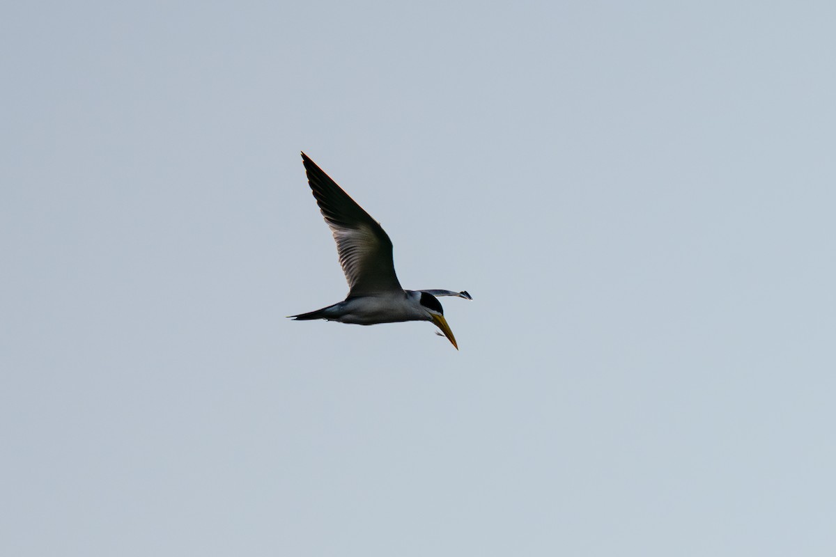 Large-billed Tern - ML644043622