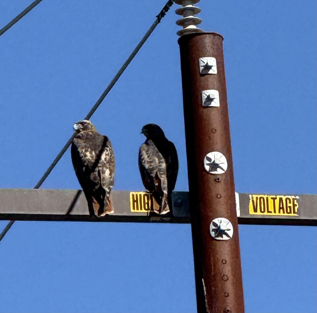 Red-tailed Hawk - ML644043656