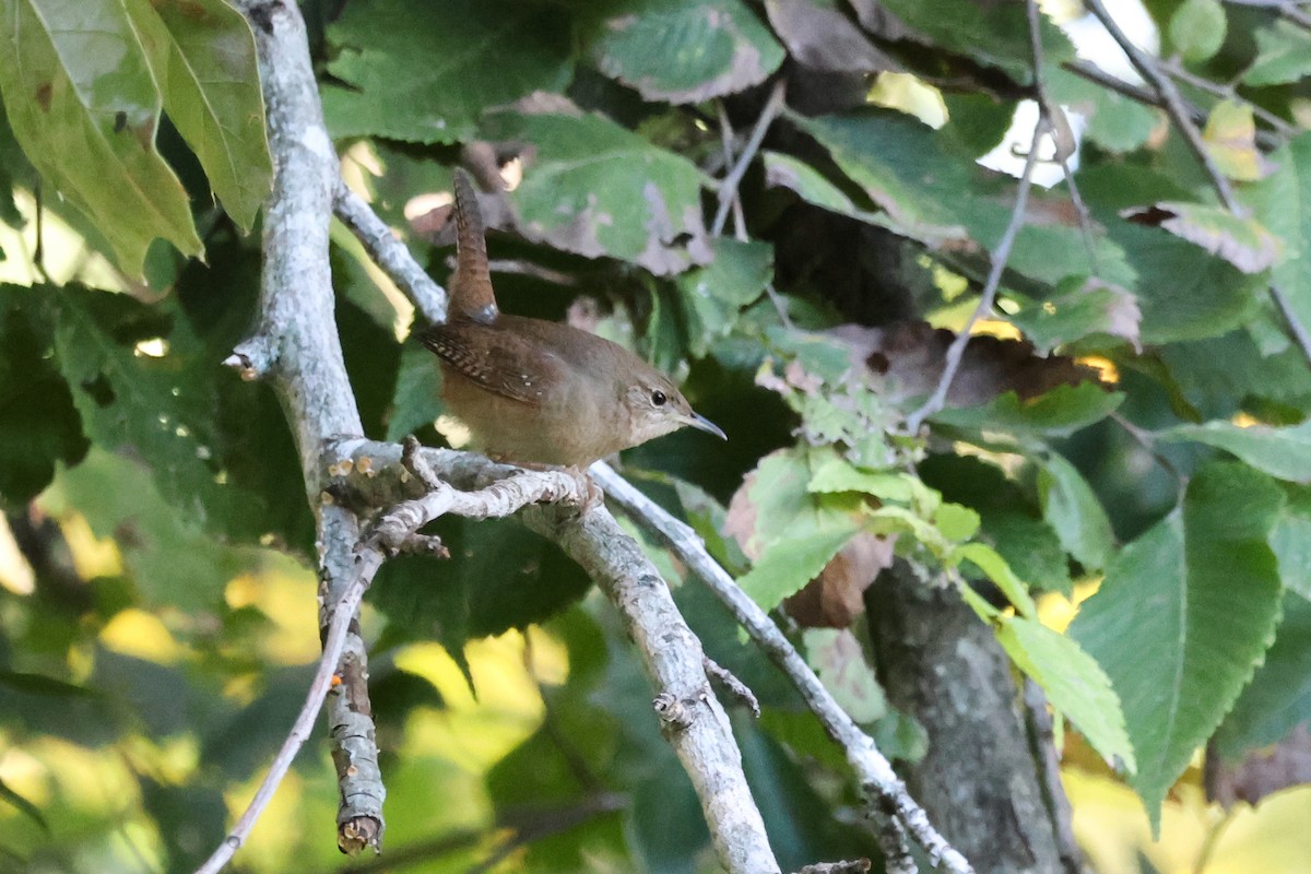 Northern House Wren - ML644043667