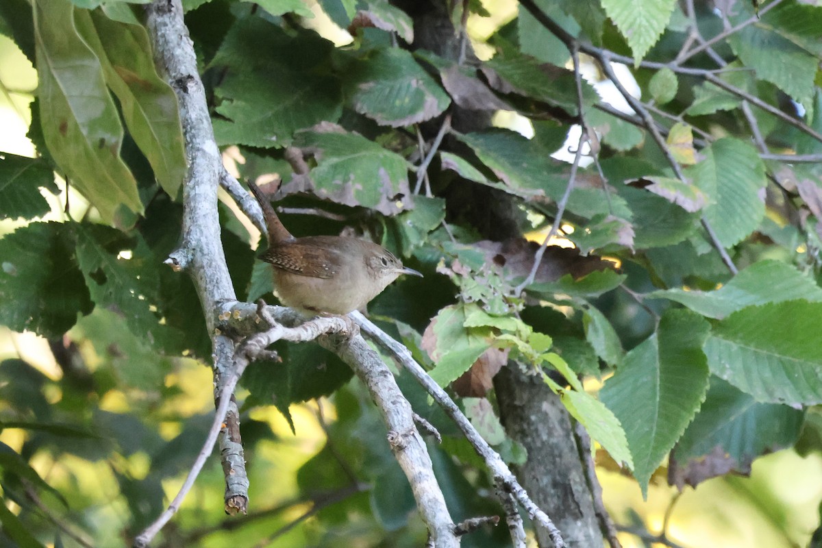 Northern House Wren - ML644043668