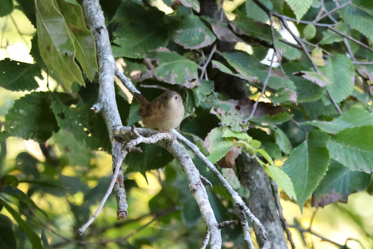 Northern House Wren - ML644043669