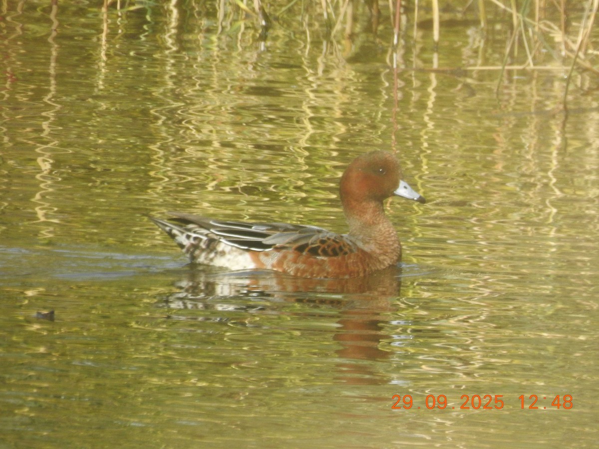 Eurasian Wigeon - ML644043676