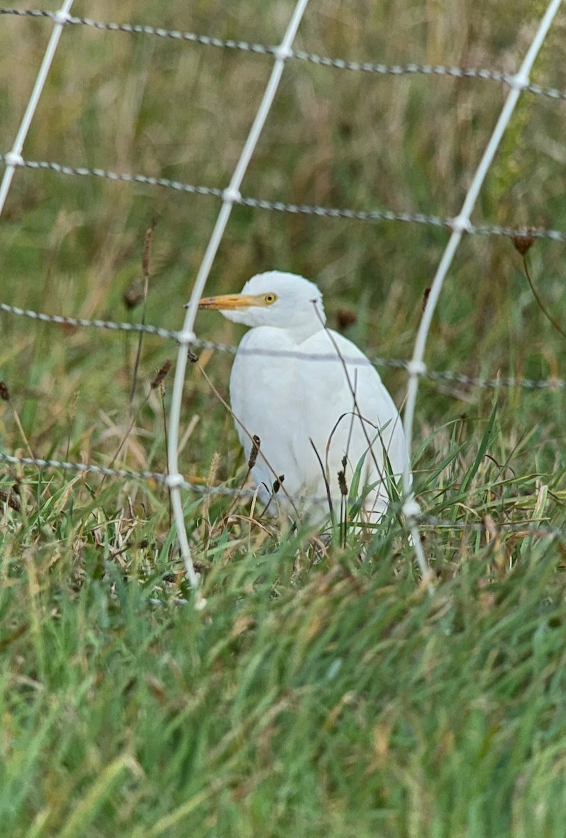 Western Cattle-Egret - ML644043677