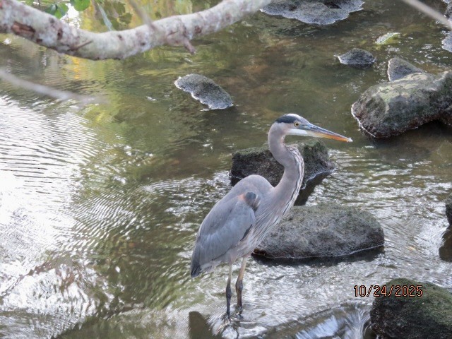 Grand Héron - ML644043678