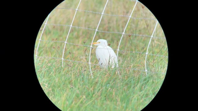 Western Cattle-Egret - ML644043682