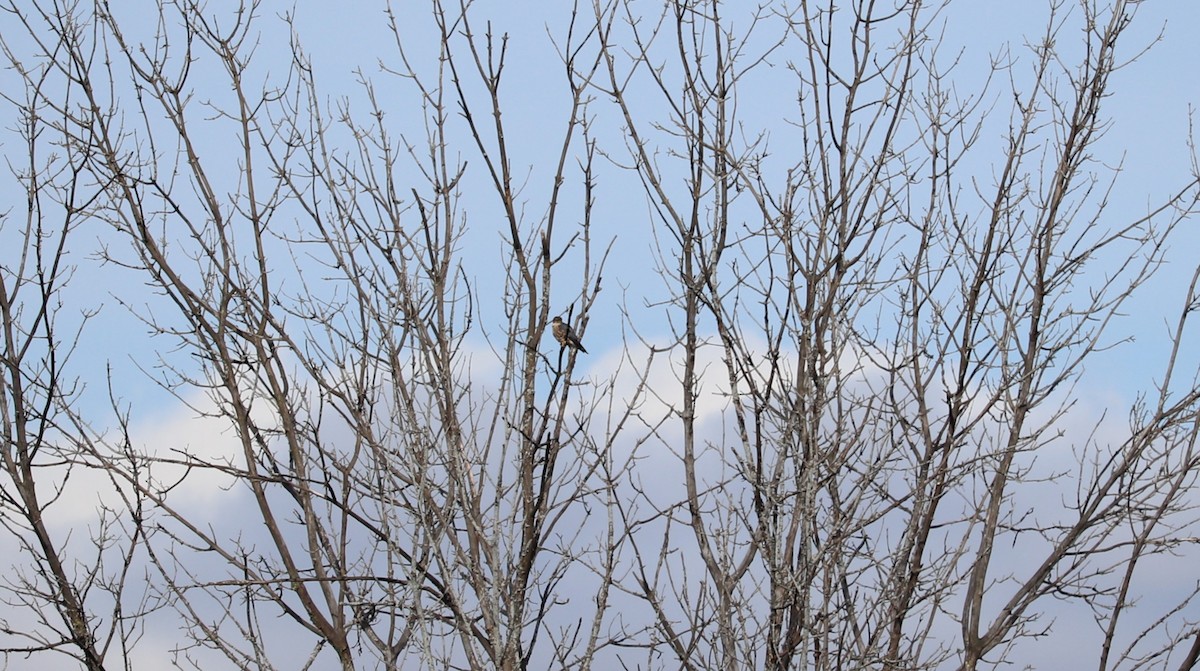 Merlin - ML644043683