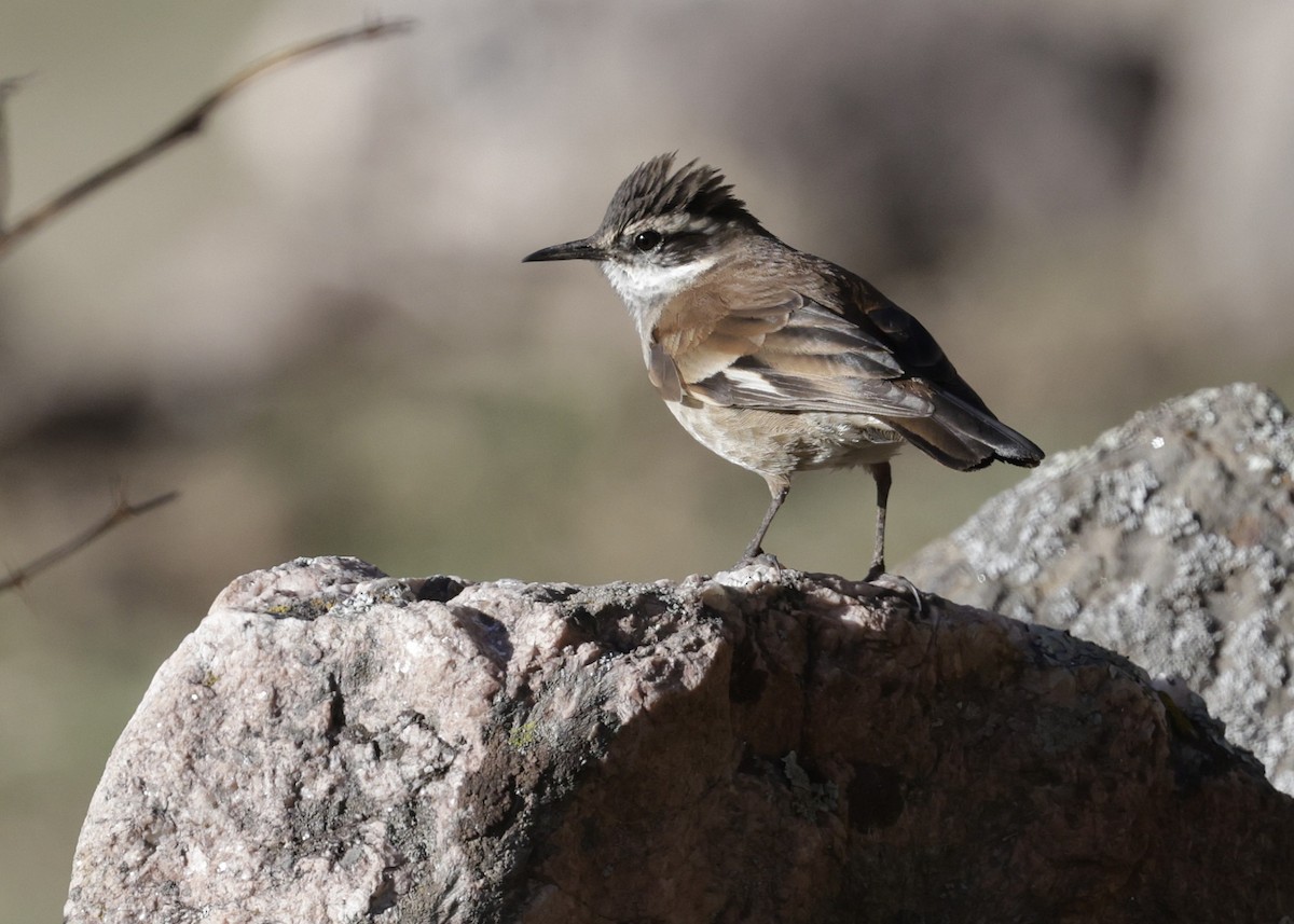White-winged Cinclodes - ML644043685