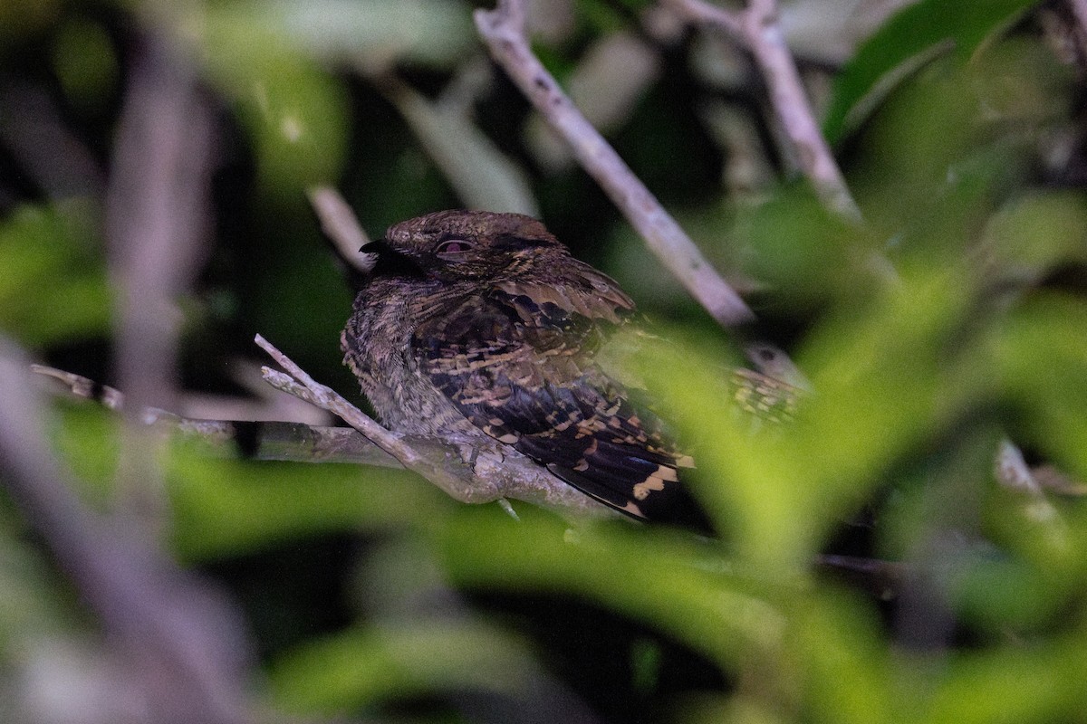 Пораке - ML644043708