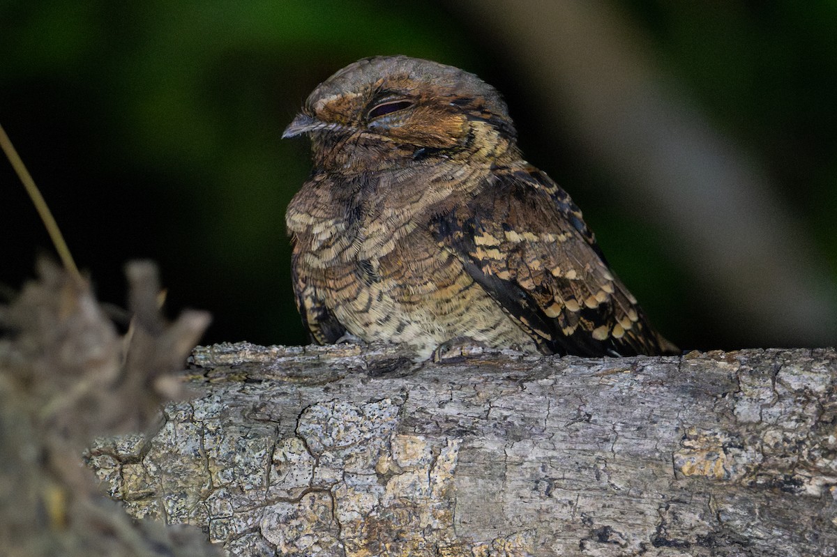 Пораке - ML644043711