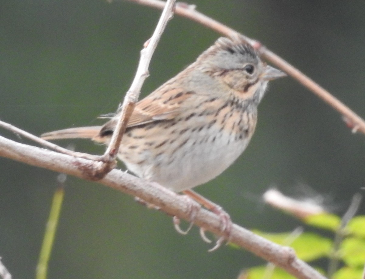 Lincoln's Sparrow - ML644043713