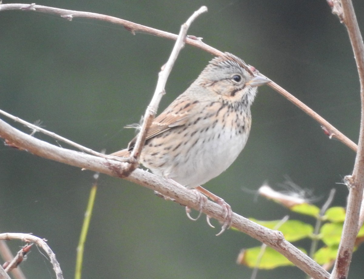 Lincoln's Sparrow - ML644043714