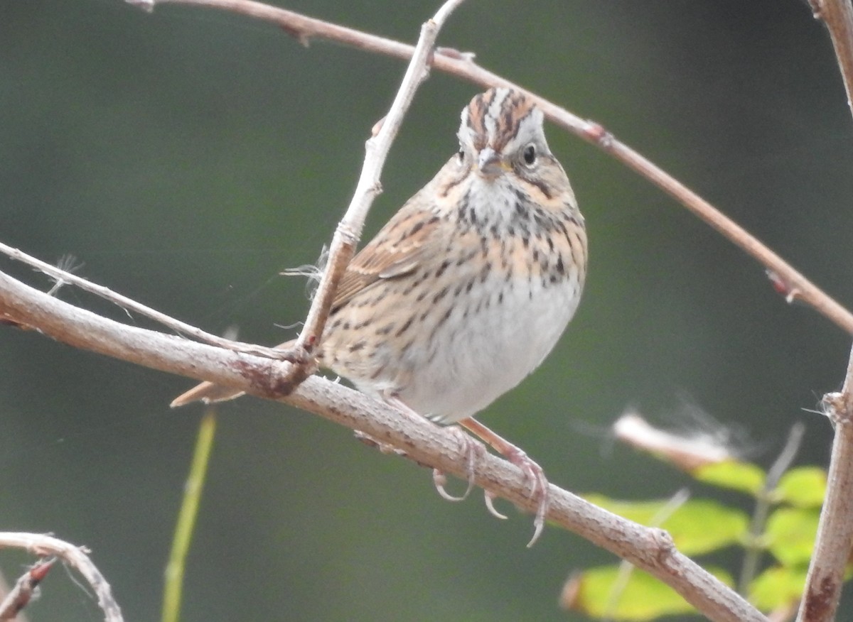Lincoln's Sparrow - ML644043715
