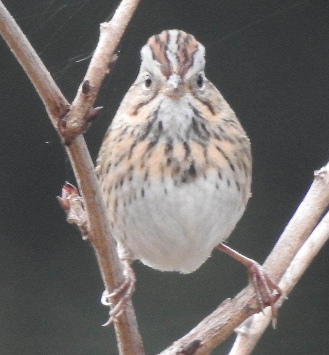 Lincoln's Sparrow - ML644043716