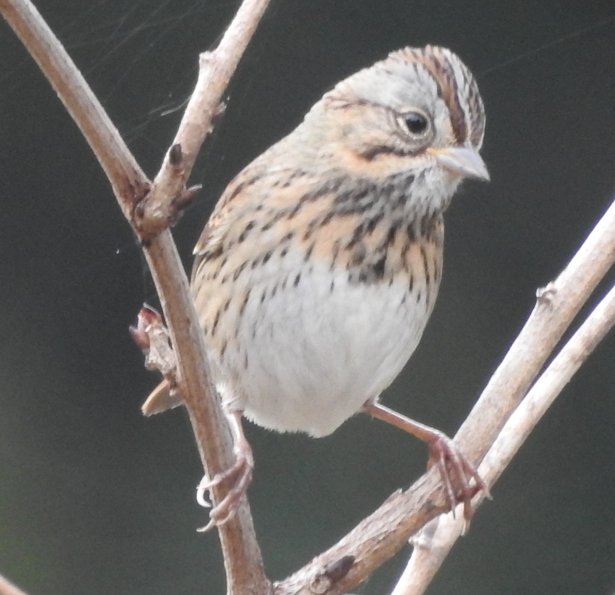 Lincoln's Sparrow - ML644043717