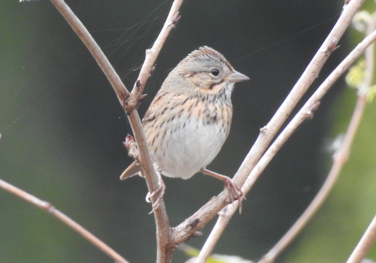 Lincoln's Sparrow - ML644043718