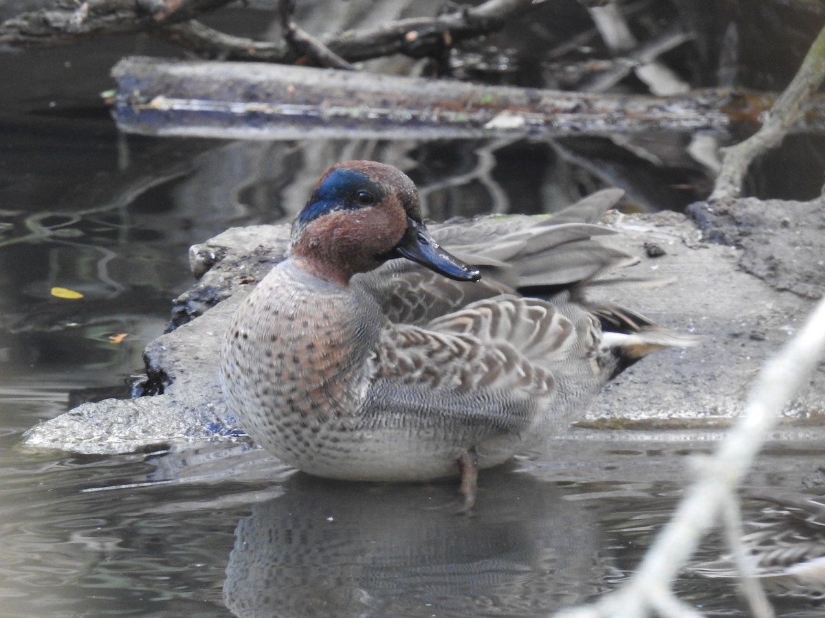 Green-winged Teal - ML644043760