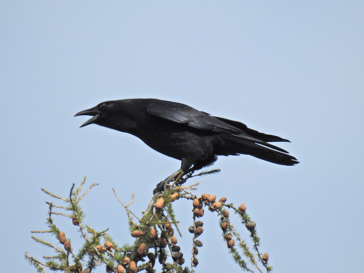 American Crow - ML644043764